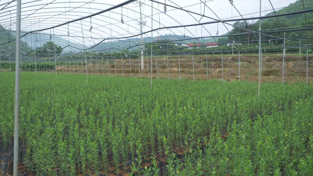 从哀牢山到全国银奖，这就是他的“橙”功故事！ 第 7 张
